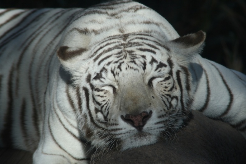 Bengal Tiger by Esparta Palma
