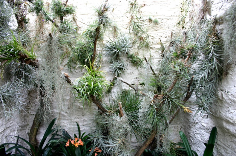 Air Plants by Ryan Somma
