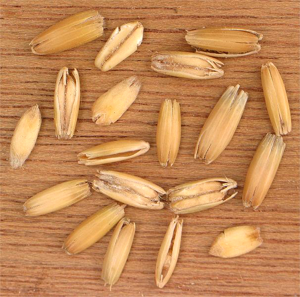 Oat grains in their husks by Wikimedia Commons