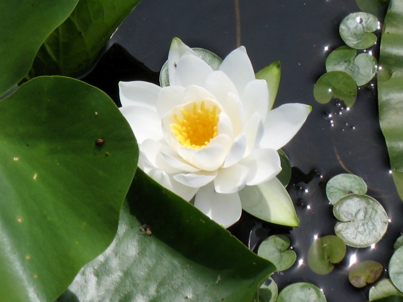 Water Lily by Jamie