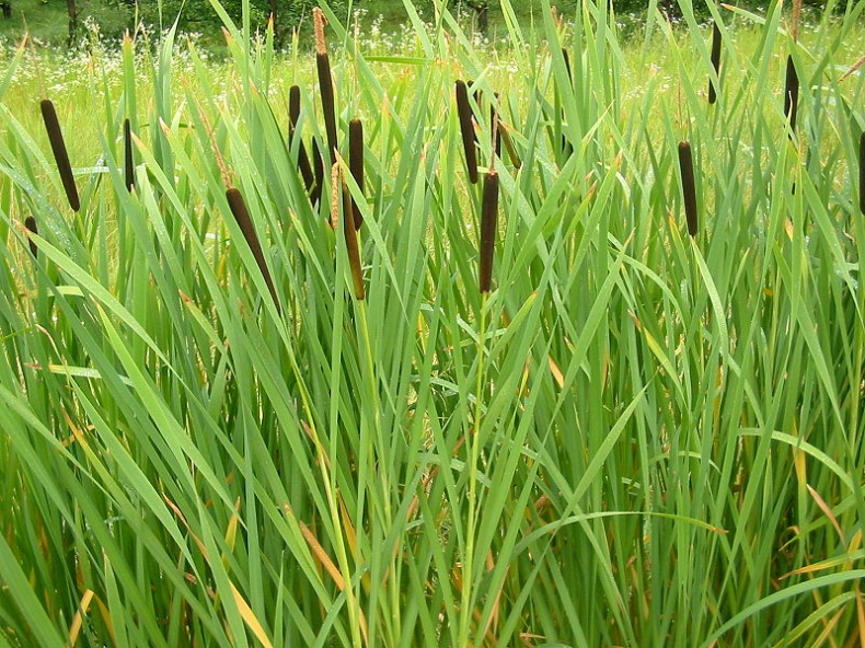 Typha by Wikimedia Commons