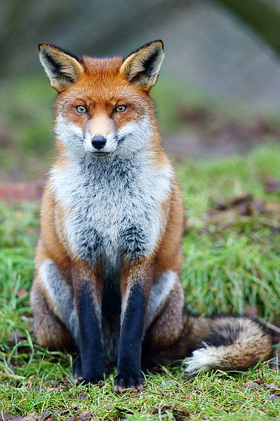 Red Fox by Wikimedia Commons