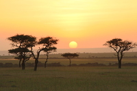 10 Masai Mara Day 2 Safari B 2321 copy