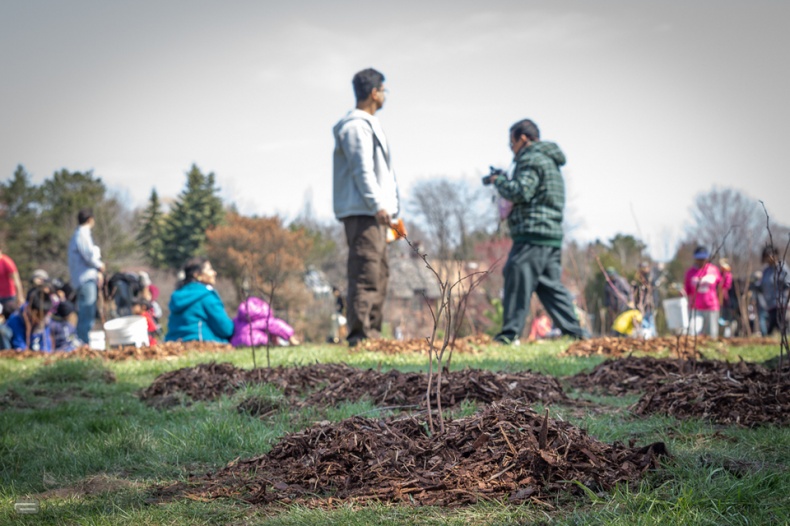 Plant a new tree in Toronto 1