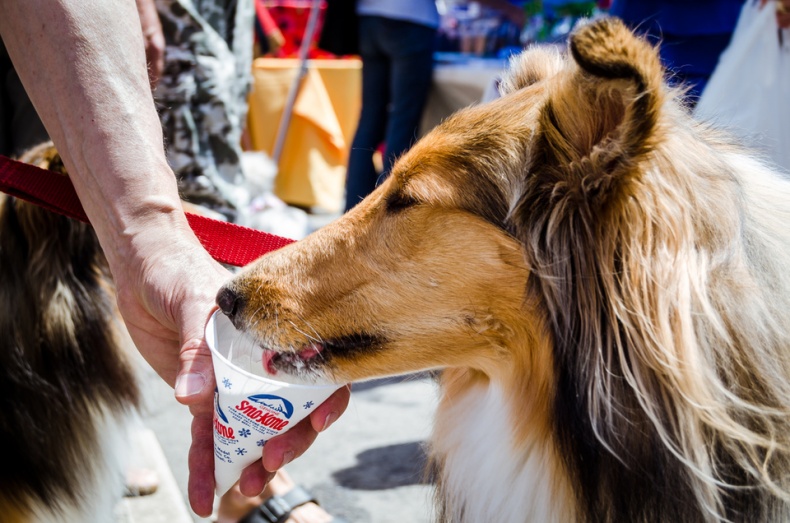 Collie eating an ice cream