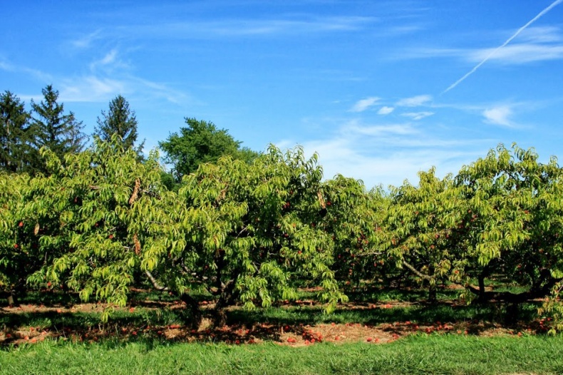 Beautiful Orchard of Cherry Avenue Farms With Blue Sky