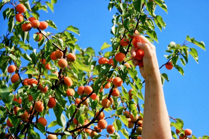 Picking Apricots on Trees
