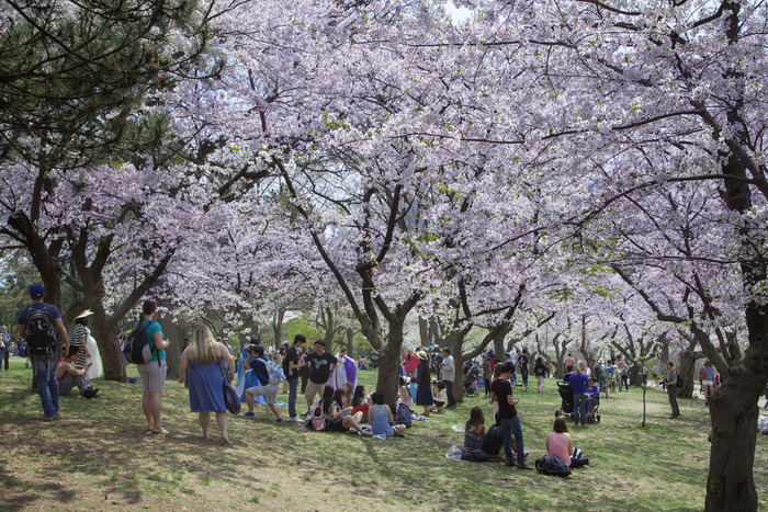 Crowd of cherry blossom enthusiasts