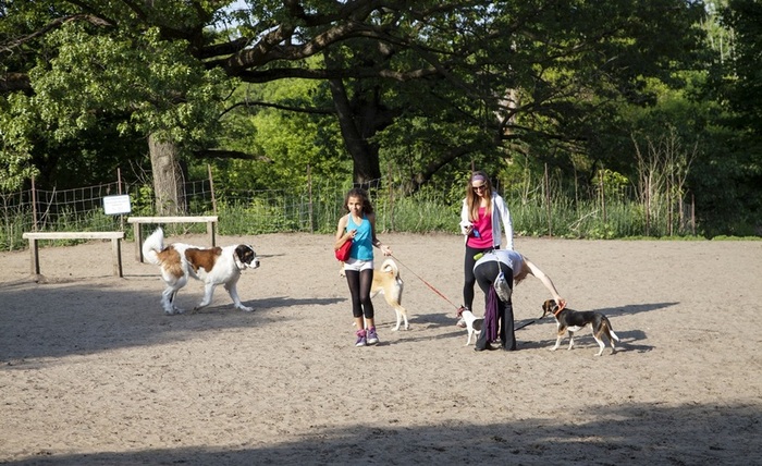 'Off leash' area for all the dog lovers