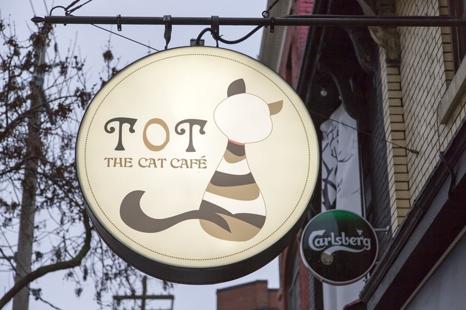 Kittens and Coffee at TOT the Cat  Cafe  
