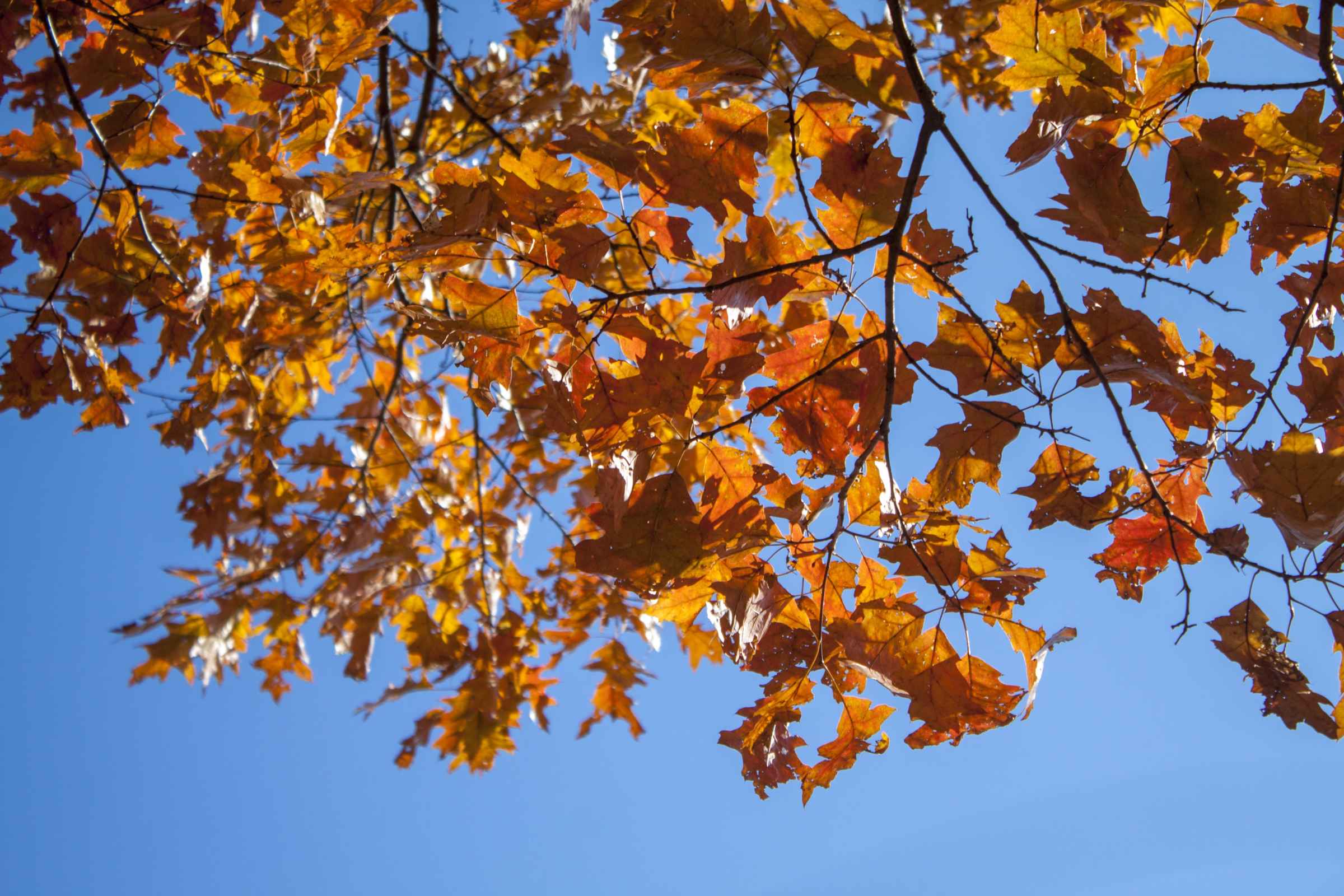 Fall at Kawartha Lakes