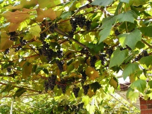 backyard grapes ripe
